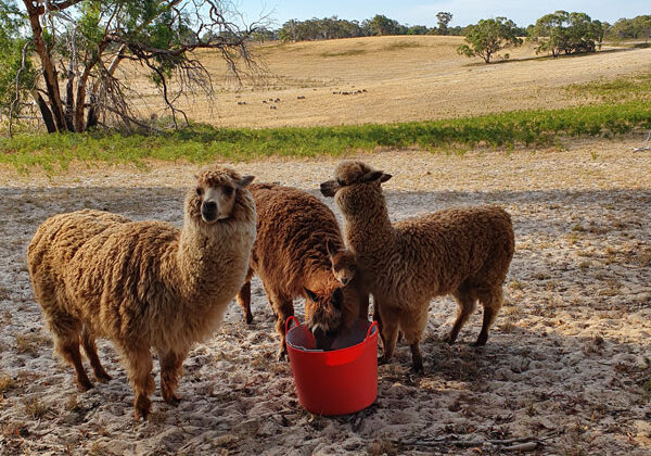 Our Furry Friends- Alpacas